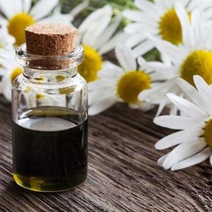 Chamomile Essential Oil – Heal Naturally